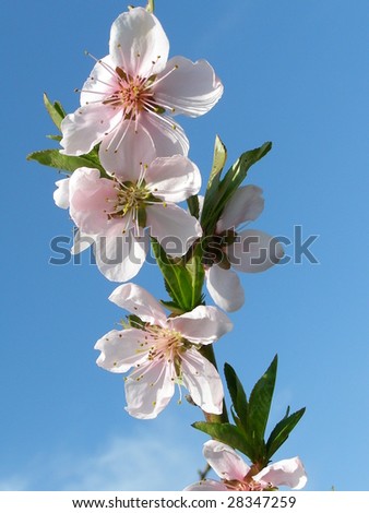 Flowering peachy branch on a background sky