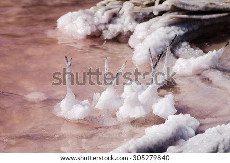 salt, salt crystals on the branches of a pink lake