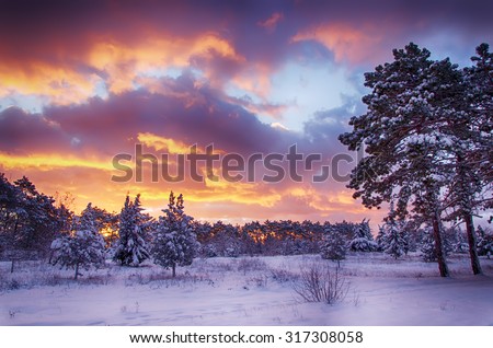 winter scene, snow forest at dawn, multicolored sky at sunrise