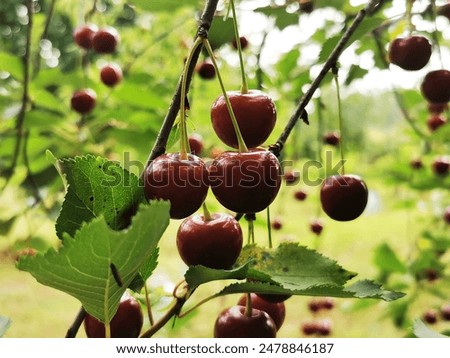 Image, Stock Photo ripe cherries are picked from the tree