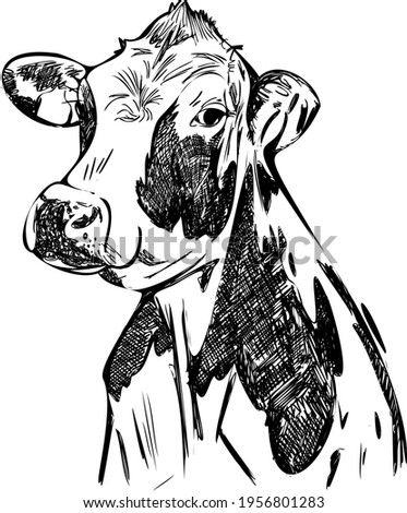 Vector of a cow head design on white background. Farm Animal Cow farm animal sketch, isolated cow. Vintage style. Vector illustration. Cow looking in camera. Handdrawn