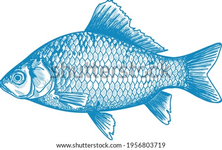 Fish sketch. Hand drawn vector illustration. Food menu illustration. Engraved style. Ink sketch of salmon.  Seafood frame. Delfts blauw. Delft blue. Menu card fish food seaspiricy