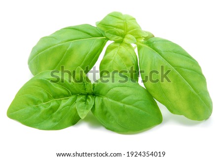 Similar – Image, Stock Photo Fresh basil plant in vintage kitchen with tiles sunlit with shadows