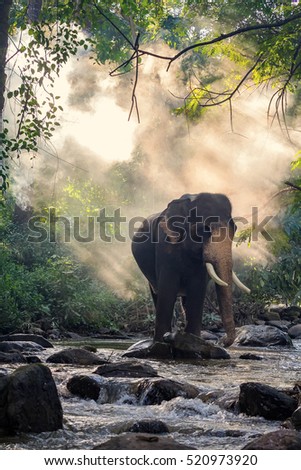 Similar – Foto Bild Elefanten im Fluss in Pinnawella