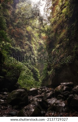 Interior del bosque de los Tilos en la Isla de la Palma Foto stock © 