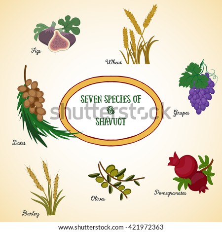 Seven species of the Shavuot, agricultural products - two grains and five fruits, which are traditionally eaten on Jewish holiday Shavuot. Vector illustration EPS 10