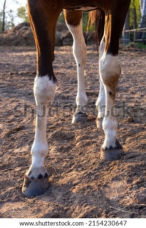 The legs and hooves of a piebald horse close up. Сток-фото © 