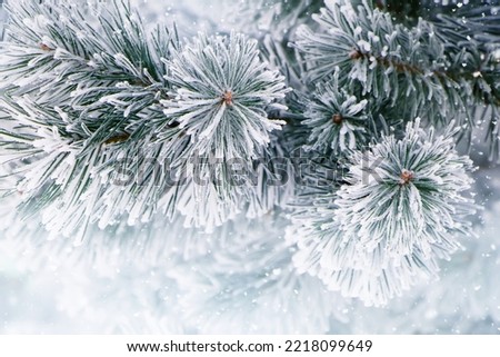 Similar – Image, Stock Photo icy and snowy branches hang from the tree in the fog