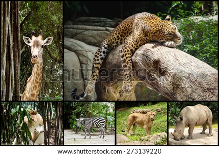 Animals collage with Leopard, lion, monkey Nosach, giraffe, zebra, rhino, Singapore