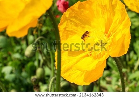 Honey bee collecting nectar and pollen from the yellow stamens of a yellow Iceland Poppy Flower (Papaver nudicaule) Photo stock © 