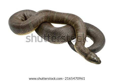 Gravid female of Cox's mud snake, Homalopsis mereljcoxi, isolated on a white background.  Imagine de stoc © 