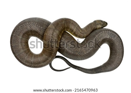 Gravid female of Cox's mud snake, Homalopsis mereljcoxi, isolated on a white background.  Imagine de stoc © 