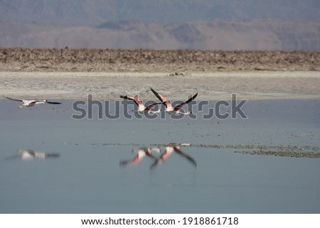 Similar – Foto Bild Flamingos überfliegen den Salar de Atacama