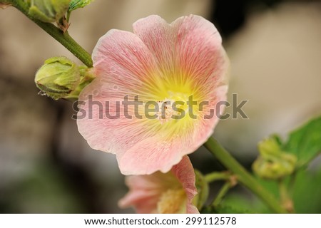 pink hollyhock after the rain / Flower