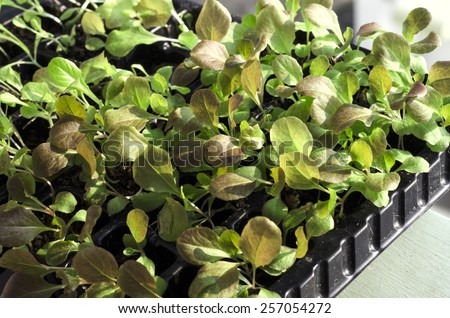 Potted seedlings growing in peat moss pots