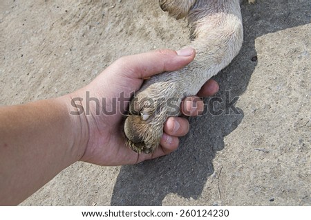 Dirty Street Dog paw holding human hand in the afternoon