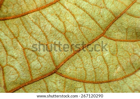 Green Leaf : Under Leaf of Bauhinia Aureifolia or Golden Leaves Liana (Very Soft Focus and Edge Blurry) - Abstract Texture Background