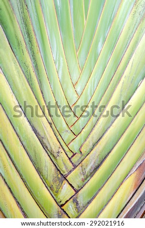 Abstract Green Traveler Palm Musaceae Banana Tree Beautiful Line of Nature Tree Surface Texture Background