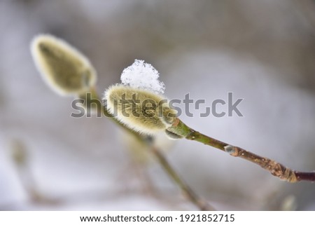 Similar – Foto Bild Frühling trifft Winter, Frühlingsheide mit Neuschnee bedeckt, Österreich