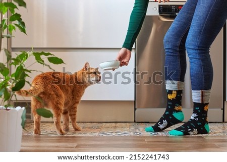 Similar – Image, Stock Photo Owner giving food to dog