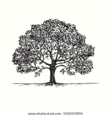 Hand drawn oak tree. Ink black and white drawing. Vector illustration