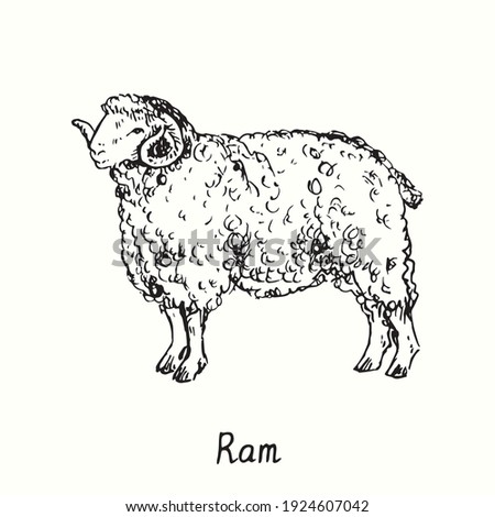 Sheep Outline | Free download on ClipArtMag