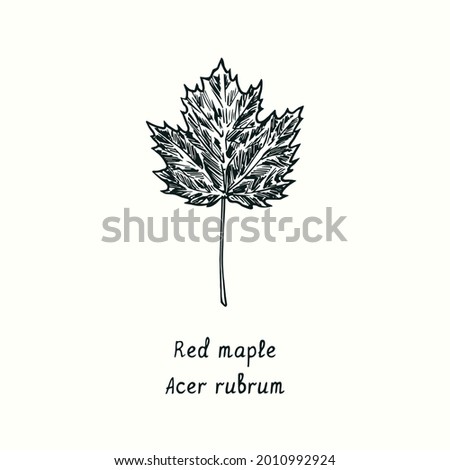 Red maple (Acer rubrum) leaf. Ink black and white doodle drawing in woodcut style.