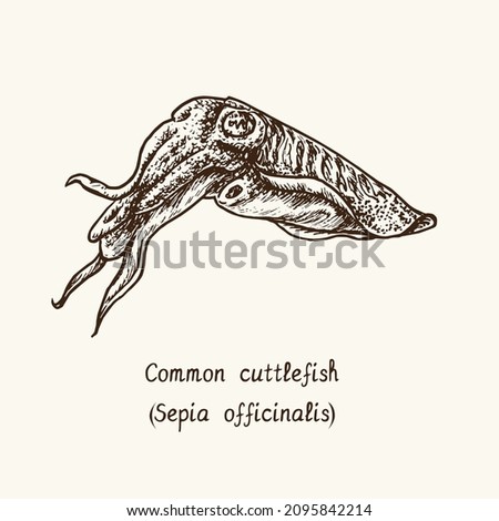Common cuttlefish or European common cuttlefish (Sepia officinalis). Ink black and white doodle drawing in woodcut style with inscription.