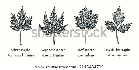 Leaves collection.Silver Maple (Acer saccharinum), Japanese maple (Acer palmatum), Red maple (Acer rubrum), Manitoba maple (Acer negundo) leaf. Ink black and white doodle drawing in woodcut style.