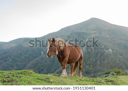 Similar – Image, Stock Photo Chestnut mare with broad blaze