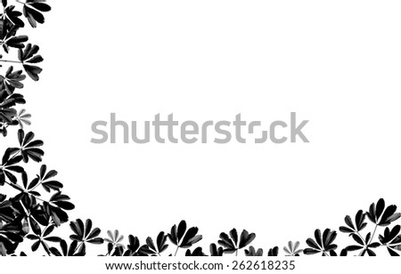 Leaf frame made of black and white on a white background.