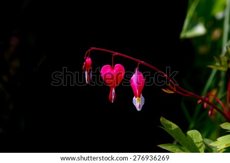 Bleeding Heart Flower.  Bleeding Heart Flower on black background. bleeding heart or Asian bleeding-heart