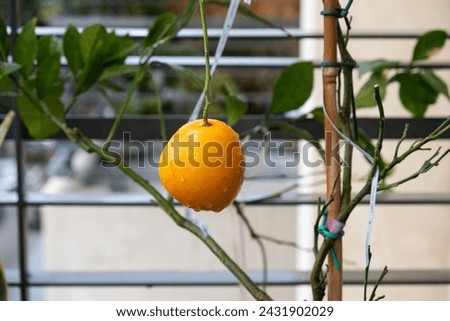 Similar – Image, Stock Photo A single orange hanging from a tree with a clear sky as background