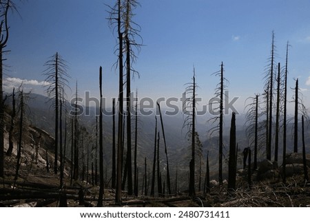 Similar – Image, Stock Photo Forest after fire in Brandenburg X