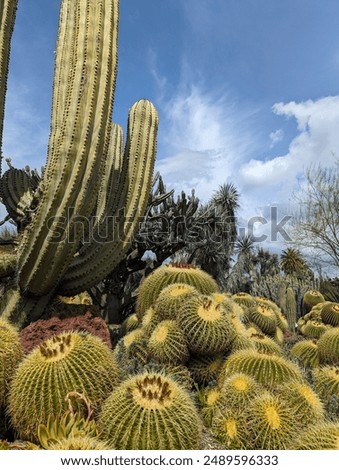 Similar – Image, Stock Photo Tall cactus against blue sky