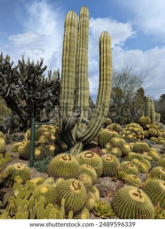 Similar – Image, Stock Photo Tall cactus against blue sky