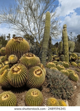 Similar – Image, Stock Photo Tall cactus against blue sky