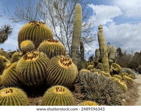 Similar – Image, Stock Photo Tall cactus against blue sky