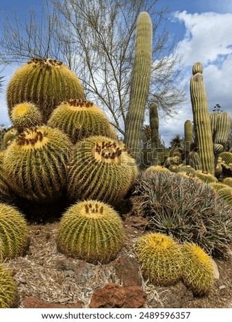 Similar – Image, Stock Photo Tall cactus against blue sky