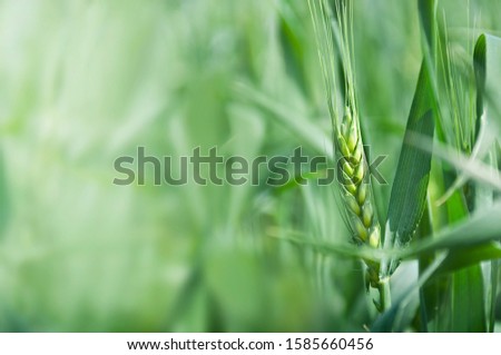 Similar – Image, Stock Photo Rye field background during summer sunset back light with details on kernels, Austria