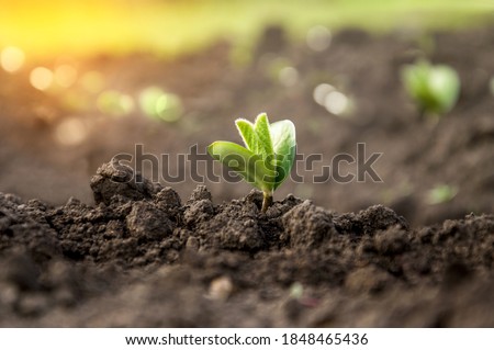 A delicate fragile soybean sprout in the field stretches towards the sun. Agricultural crops in the open field. Selective focus.