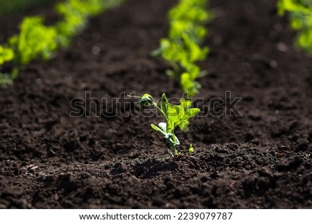 Sprouts of young pea plants grow in rows in a field. Selective focus. Foto stock © 