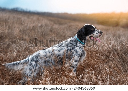 Similar – Image, Stock Photo Cute English Setter in countryside