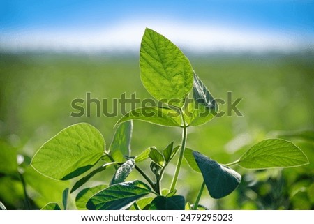 Similar – Image, Stock Photo Close up of Green Fern