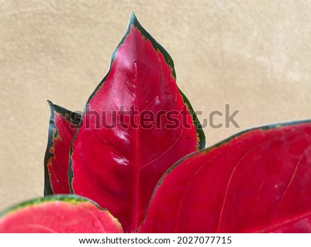 Aglaonema Suksomchaipong Chinese Evergreen Plants Leaves Tropical Colourful