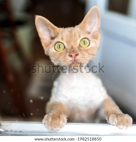 Similar – Image, Stock Photo Portrait through balcony door of young blonde woman in dress and stockings