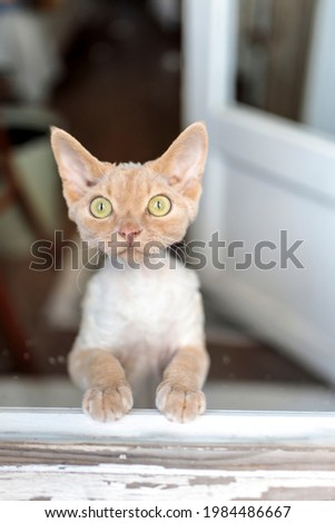 Similar – Image, Stock Photo Portrait through balcony door of young blonde woman in dress and stockings