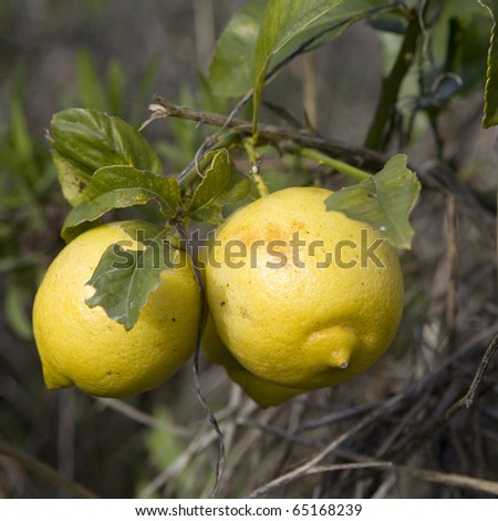 lemon tree branch with three lemons and leaves
