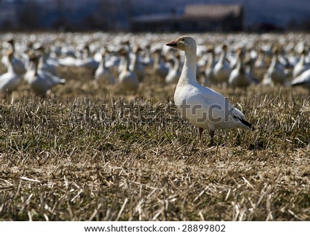 lonely white goose with group of goose in background