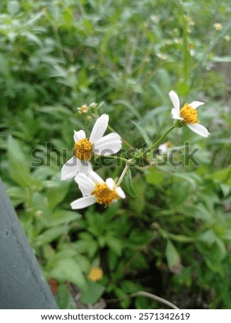 Similar – Image, Stock Photo Some bright daisies flowers keep distance from each other on a grey, ancient stone wall covered with moss in front of a pool with blue-green shimmering water